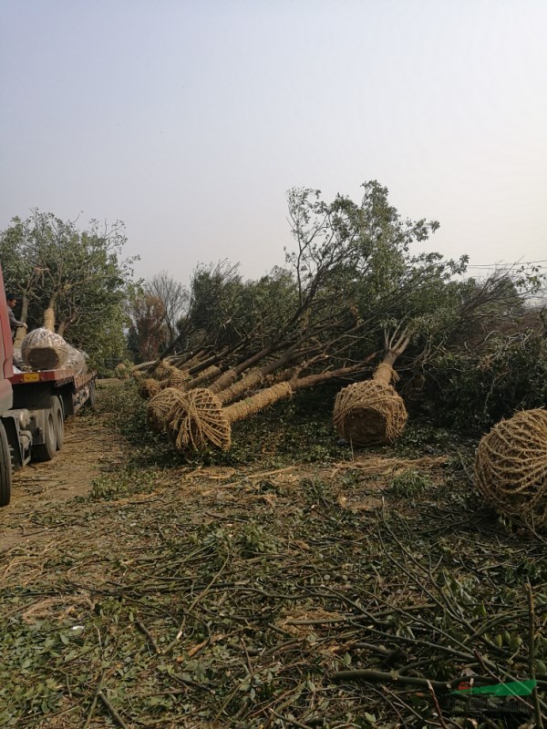 香樟价格_供应_图片_广西神州苗木种植基地