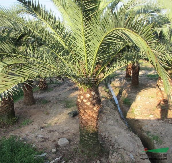 加拿利海枣假植苗报价/福建加拿利海枣假植苗报价