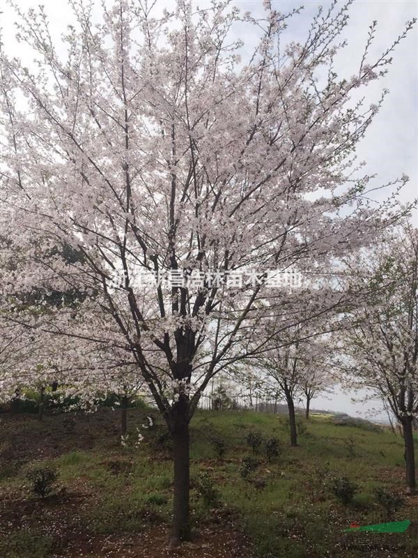 苗圃大量供12公分—18公分日本早樱,速生早樱,日本晚樱图片