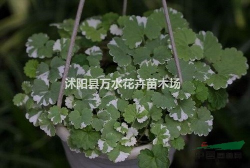 花叶活血丹,活血丹草