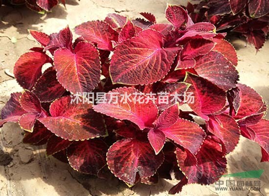 红彩叶草苗,红色彩叶草