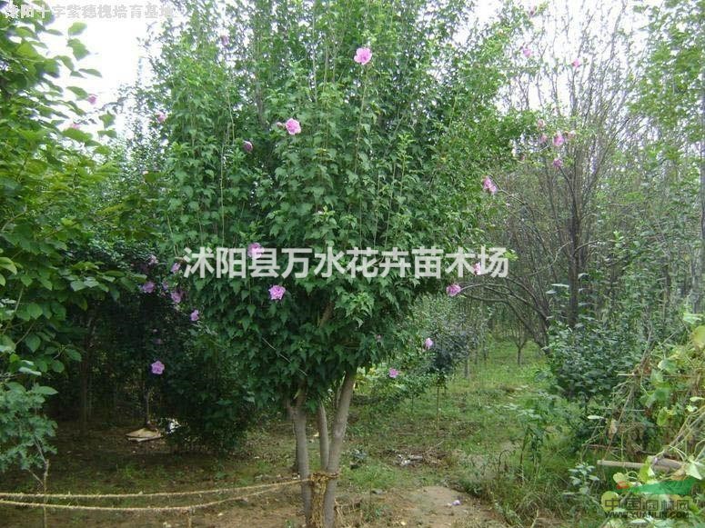 木槿,木槿树,木槿小苗,木槿树桩