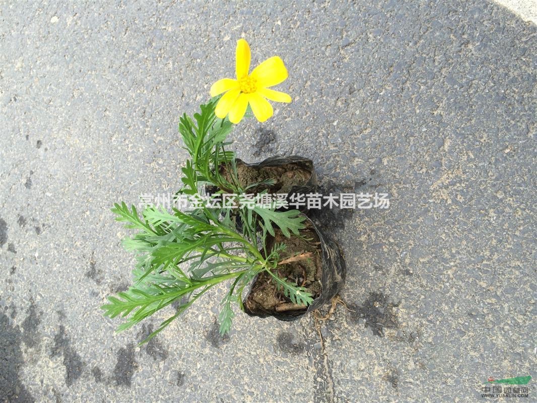 江苏【丛生福禄考(芝樱)专业草花基地直销】常州黄金菊(茼蒿菊