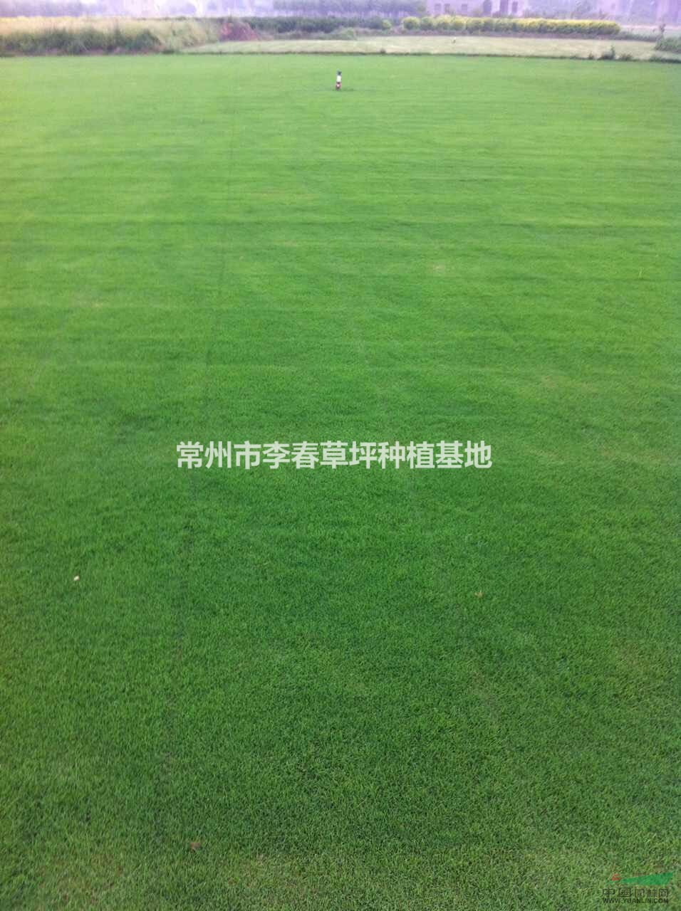 首页 常州市李春草坪种植基地 产品供应 > a常州无土沙培草坪,果岭草