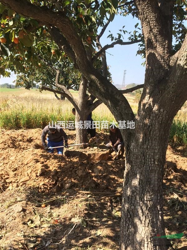 最新柿子树价格20公分柿子树25公分柿子树30公分占地柿子树