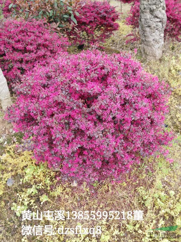 红花继木球 黑珍珠(p60-150cm)安徽黄山 苗圃货源