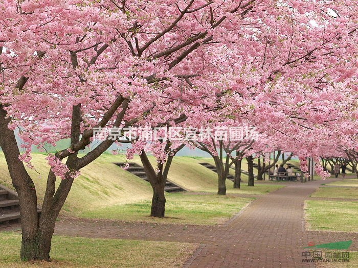 江苏樱花标价|南京樱花价格|汤泉樱花单价