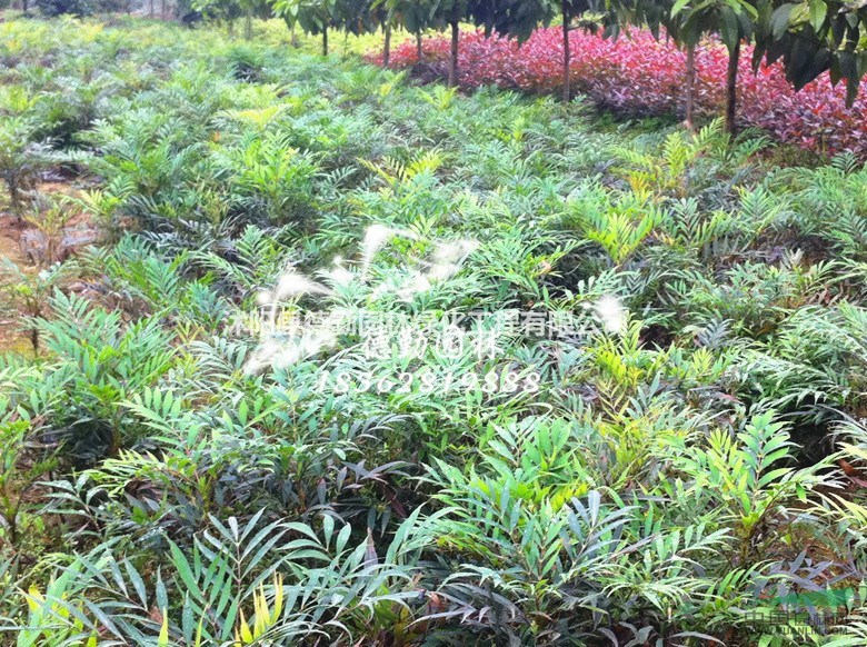 供应十大功劳 狭叶阔叶十大功劳 别墅小区学校种植高档绿化苗图片