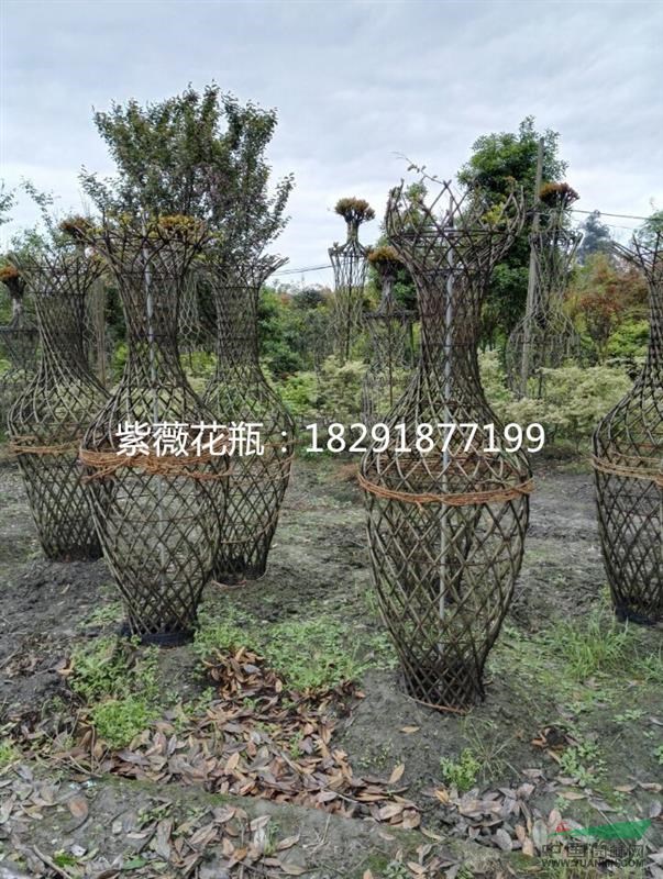 紫薇花瓶,造型紫薇