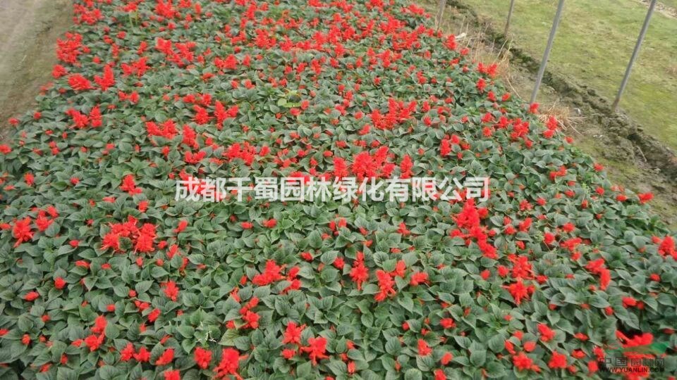 一串红苗圃批发 草花*低价 基地供应