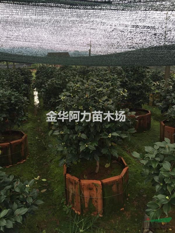 所在地:江苏 沭阳 地   址:沭阳县扎下镇花木大世
