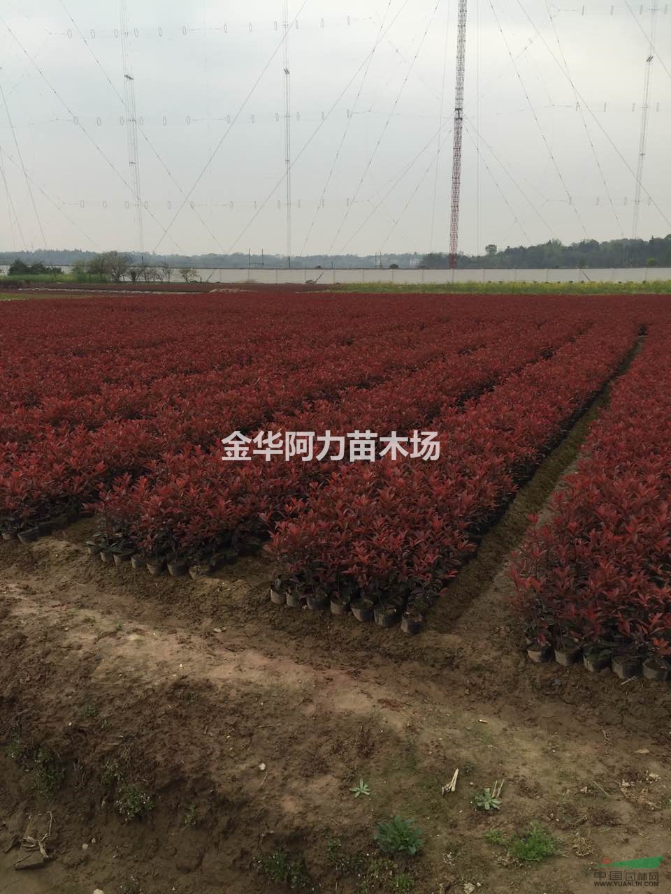 所在地:江苏 沭阳 地   址:沭阳县扎下镇花木大