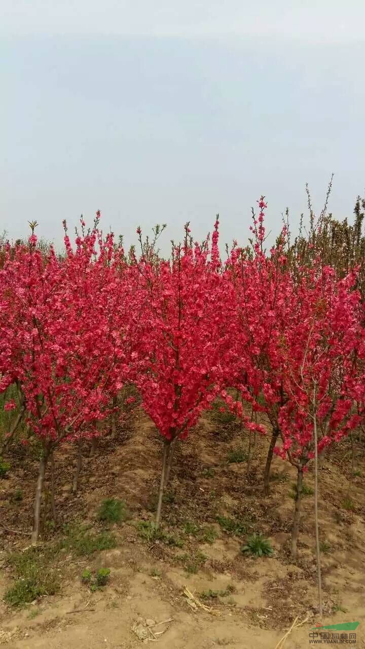 红叶碧桃,河南红叶碧桃,河南红叶碧桃价格.河南花木价格