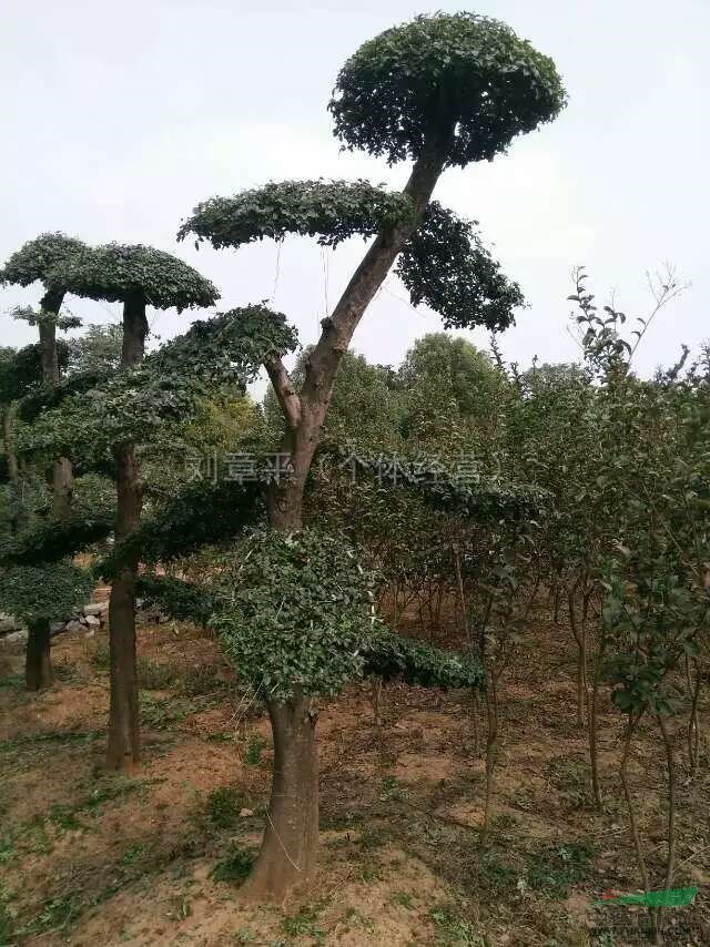 湖北荆门造型对节白蜡行情报价造型对节白蜡图片展示 _15872984290