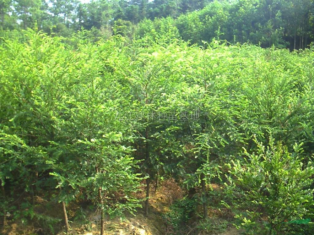 桤木供应/桤木图片
