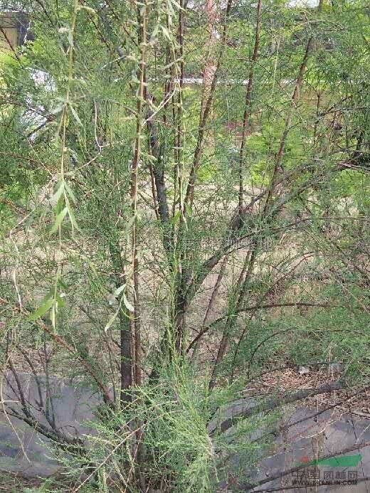 多年来一直从事柽柳的供应,长期供应各种规格(柽柳苗2cm-30cm,独杆