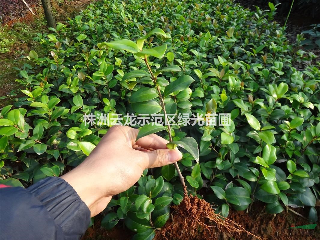 湖南株洲茶花杯苗,茶花袋苗,湖南茶花基地,茶花小苗批发