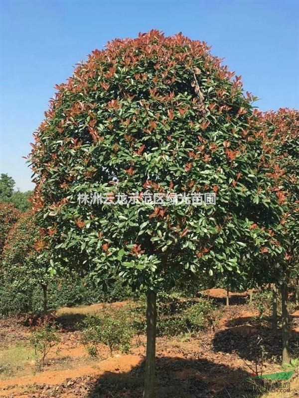 首页 株洲云龙示范区绿光苗圃 产品供应 > 求购高杆红叶石楠,红叶石楠图片