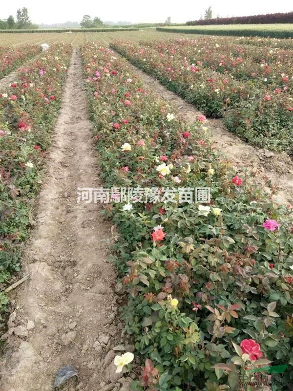 河南盆月季种植基地批发,盆月季新价格,盆月季批发