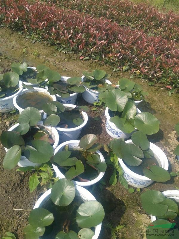 盆栽睡莲基地_种植厂家_产地报价单_江苏常州欣欣水生