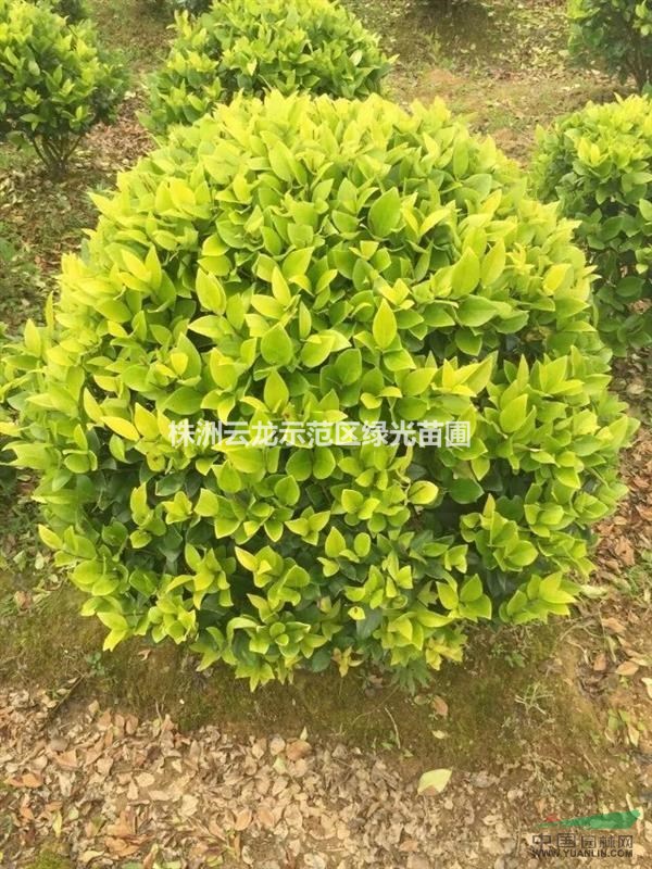 金森女贞球,湖南金森女贞球,精品金森女贞球,金森女贞精品球