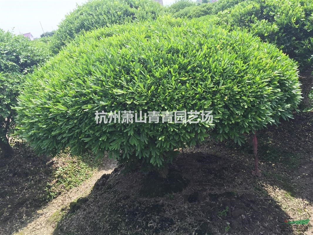 雀舌黄杨球