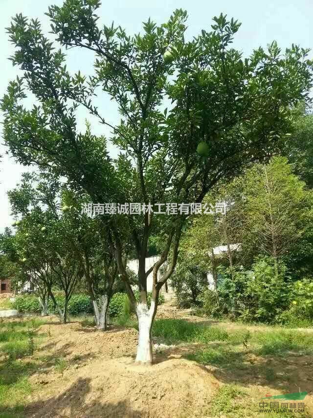 香泡树 丛生香柚树 移植香泡树 香泡树价格 湖南臻诚园林