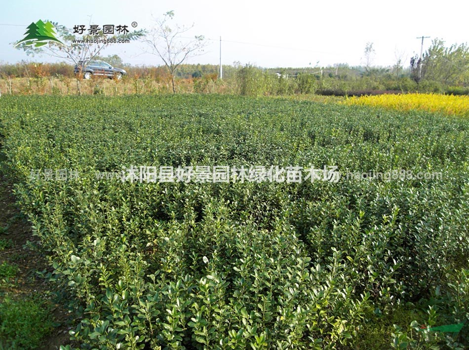 大叶冬青价格_大叶冬青产地_大叶冬青绿化苗木苗圃基地