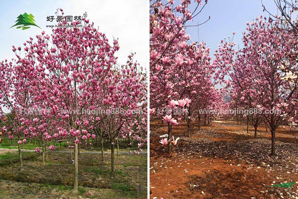 辛夷价格_辛夷图片_辛夷产地_辛夷绿化苗木苗圃基地