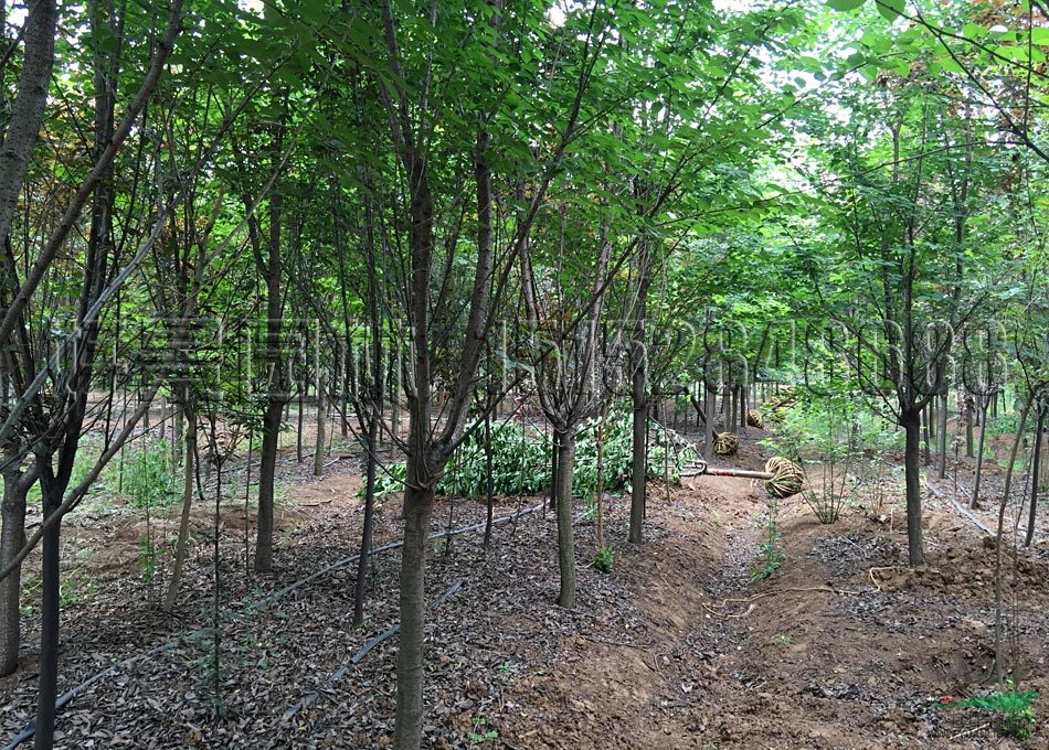 樱花价钱_樱花图片_樱花产地_樱花恒耀娱乐绿化苗木恒耀娱乐苗圃基地