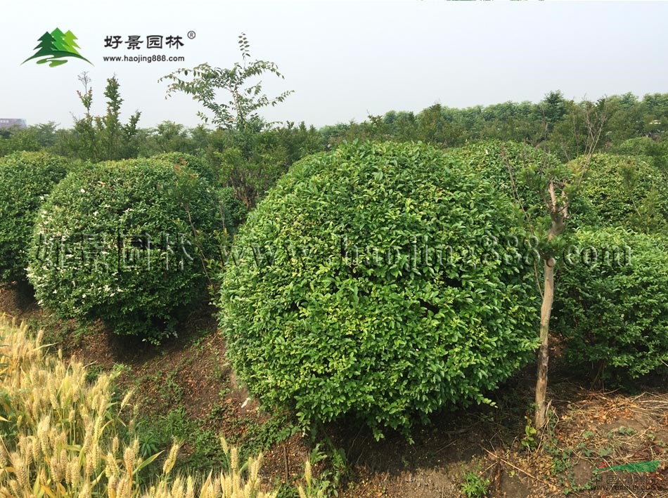 绿叶女贞球价格_绿叶女贞球产地_绿叶女贞球绿化苗木苗圃基地