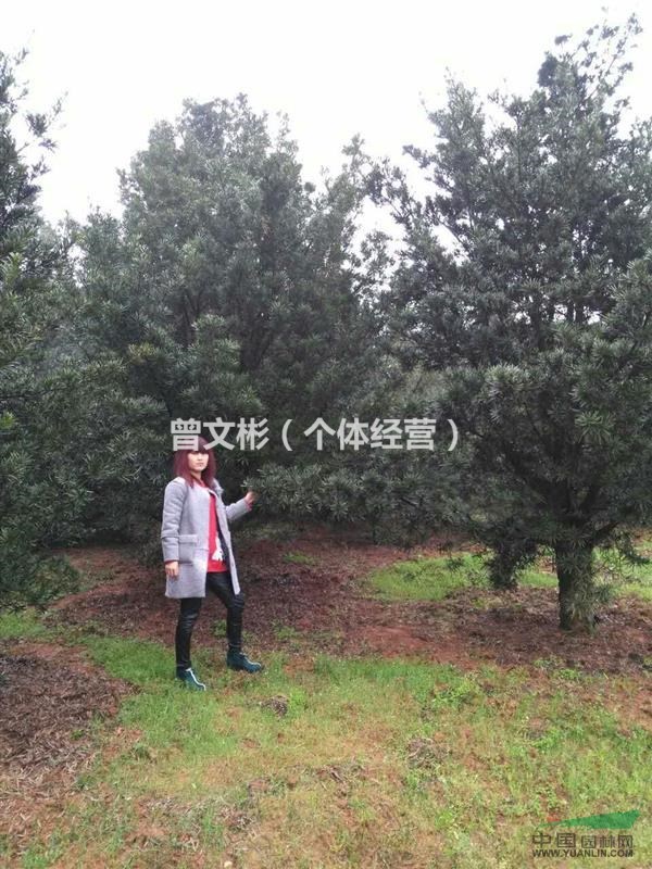 供应罗汉松基地_种植厂家_产地报价单_鄢陵县紫向园林有限公司
