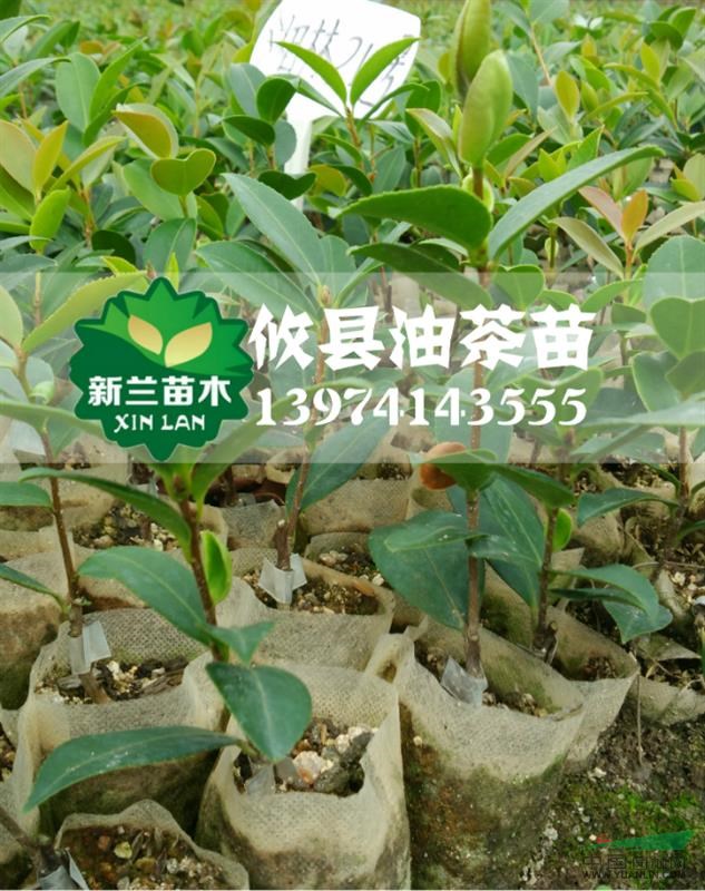 湖南油茶苗 湘林210号油茶苗