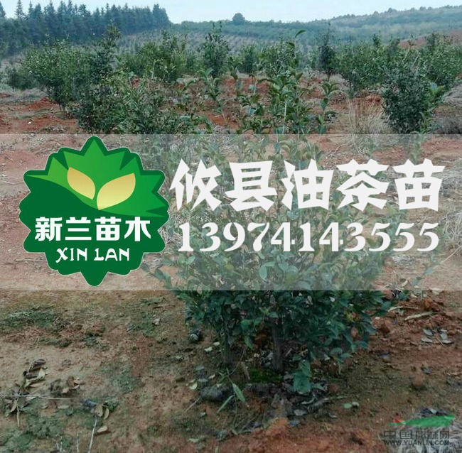 长林40号油茶苗 广东油茶苗批发