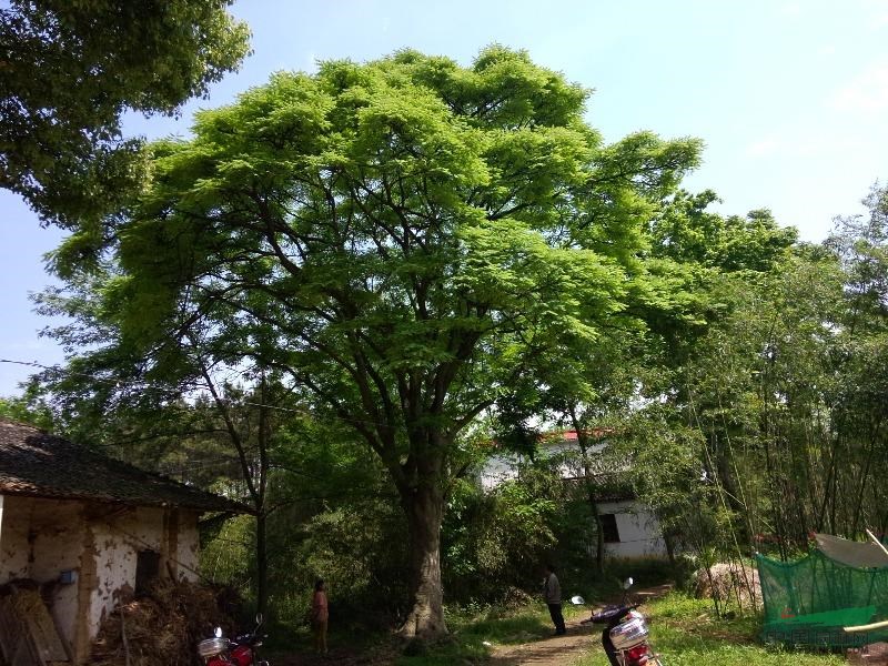 工地-香樟v工地苗木-安徽新安信息生态基地国标苗木三极箱图片