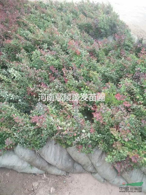 红叶小檗价格,红叶小檗批发,迎春小苗基地_种植厂家_产地报价单_鄢陵