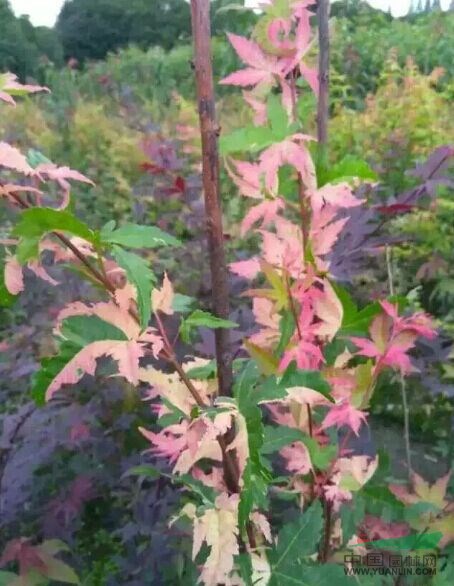 彩叶枫树幻彩黄金枫青龙蝴蝶枫等苗木