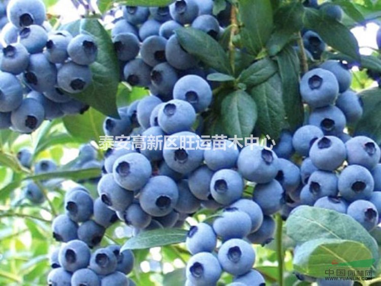 大棚草莓苗直供 蓝莓小苗 当年结果 丰产果大 多品种