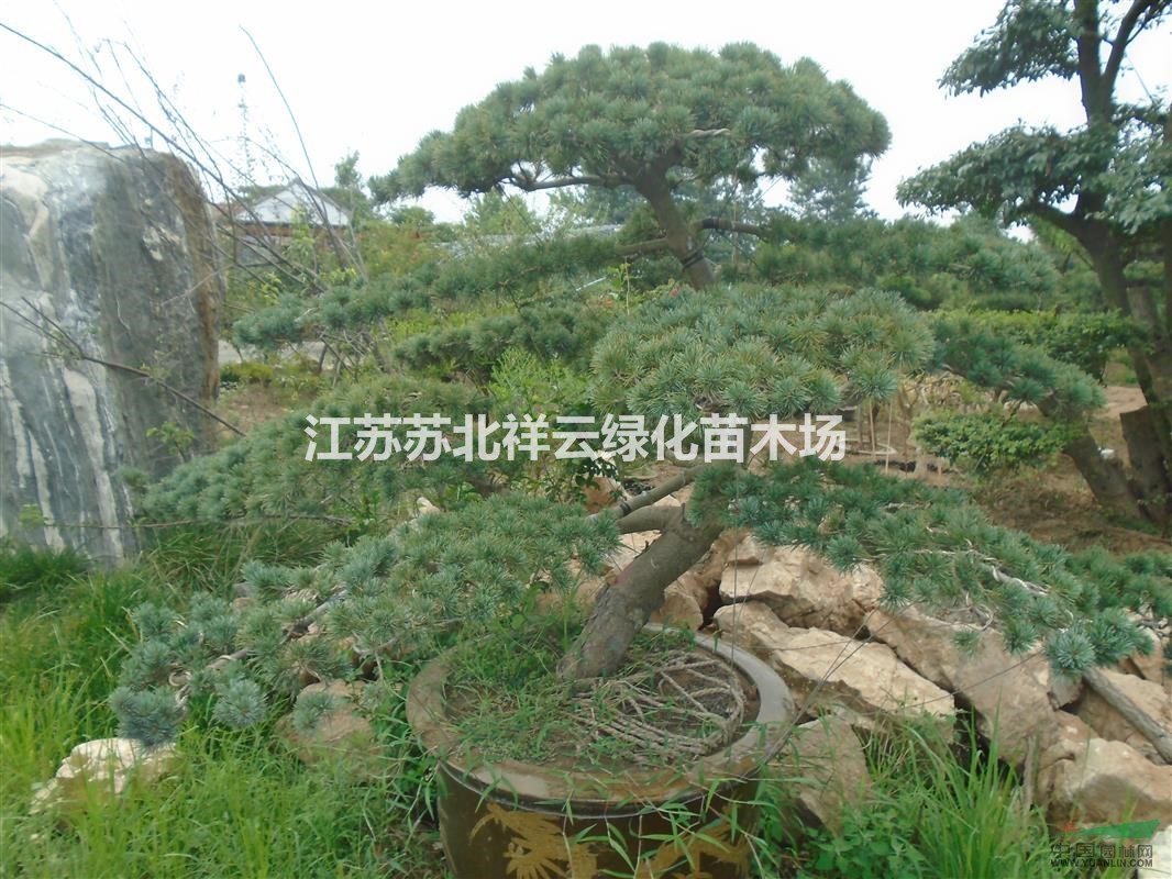 大型盆景基地 五针松盆景直销
