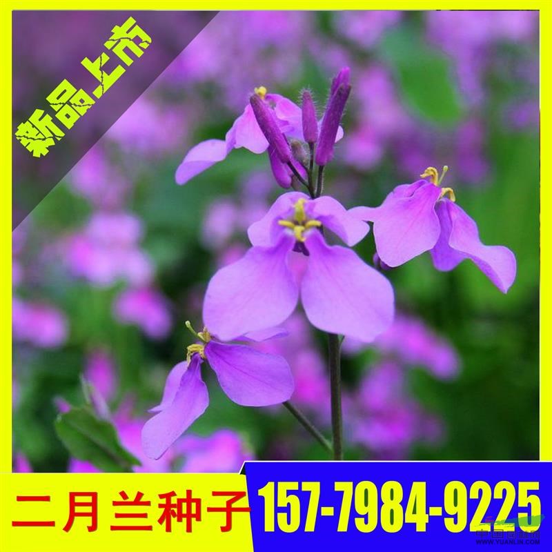 优质二月兰种子 江西二月兰种子价格 草花种子批发