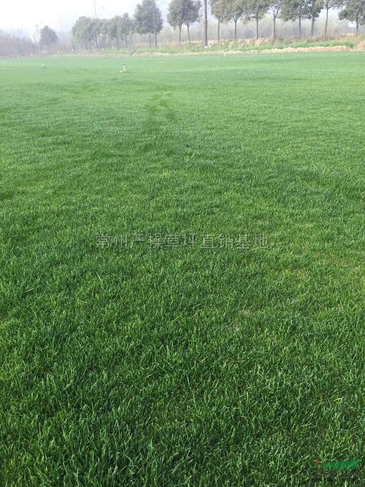 混播黑麦草草坪供应/混播黑麦草草坪图片图片