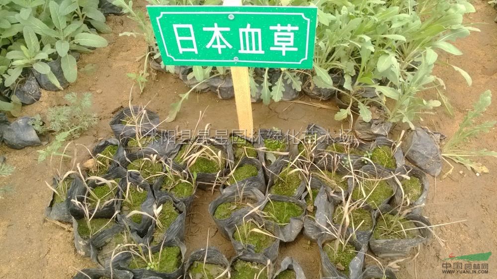 江苏日本血草介绍