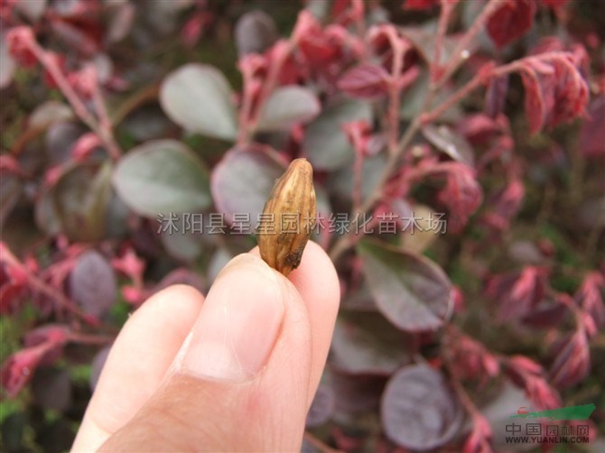 桂花种子图片\桂花种子报价