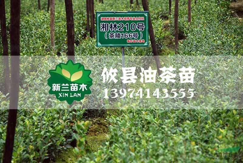 湘林210号油茶苗2*新价格/湘林210号油茶苗2报价