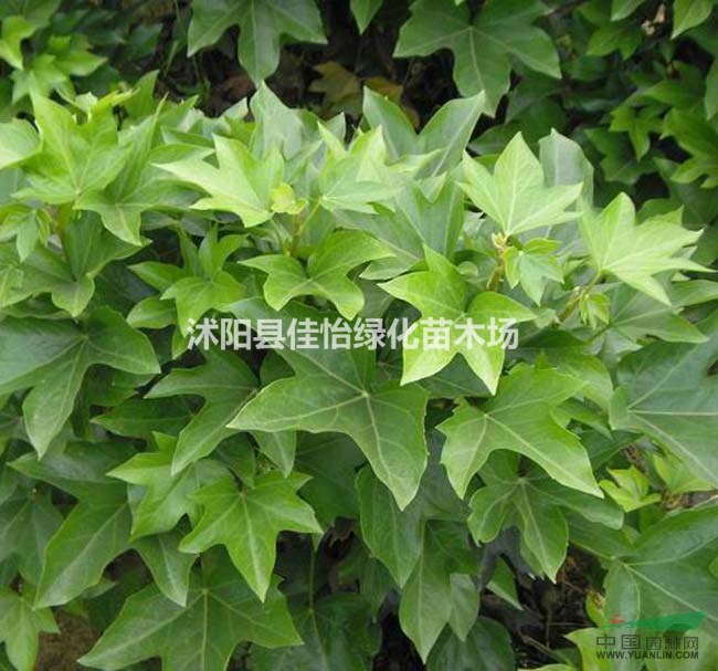 熊掌木 熊掌木小苗 熊掌木苗圃价格