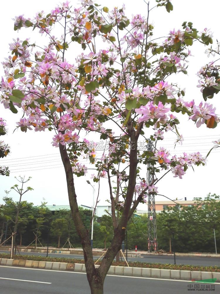 洋紫荆(又名:红花羊蹄甲,艳紫荆bauhinia)