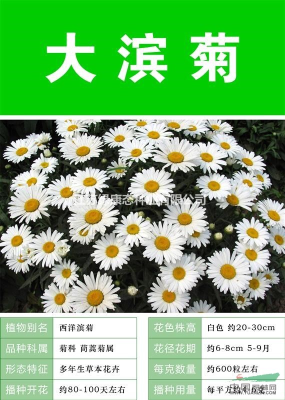 大滨菊种子 花卉种子 花卉种球 出售 价格低