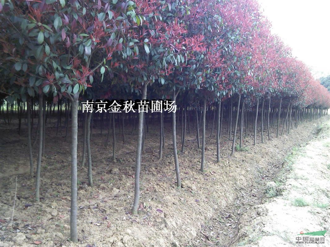 4-11公分独杆红叶石楠价格