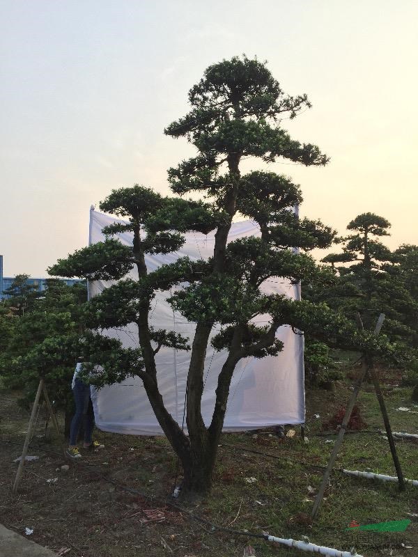 广西北海地区三杆罗汉松造型庭院树