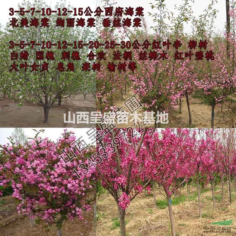 胸径5公分海棠树·哪里有5公分海棠树·5公分贴梗海棠价格